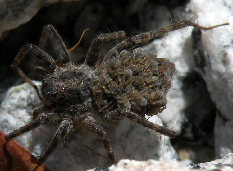 Mamma ragna (Hogna radiata e Pardosa sp. con piccoli)